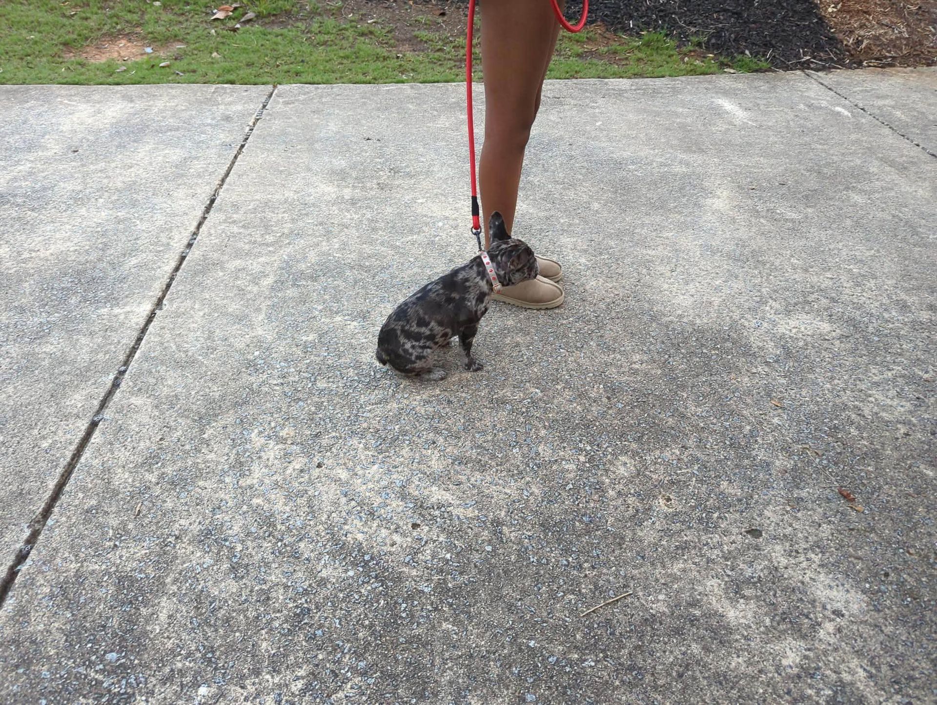 Puppy Training