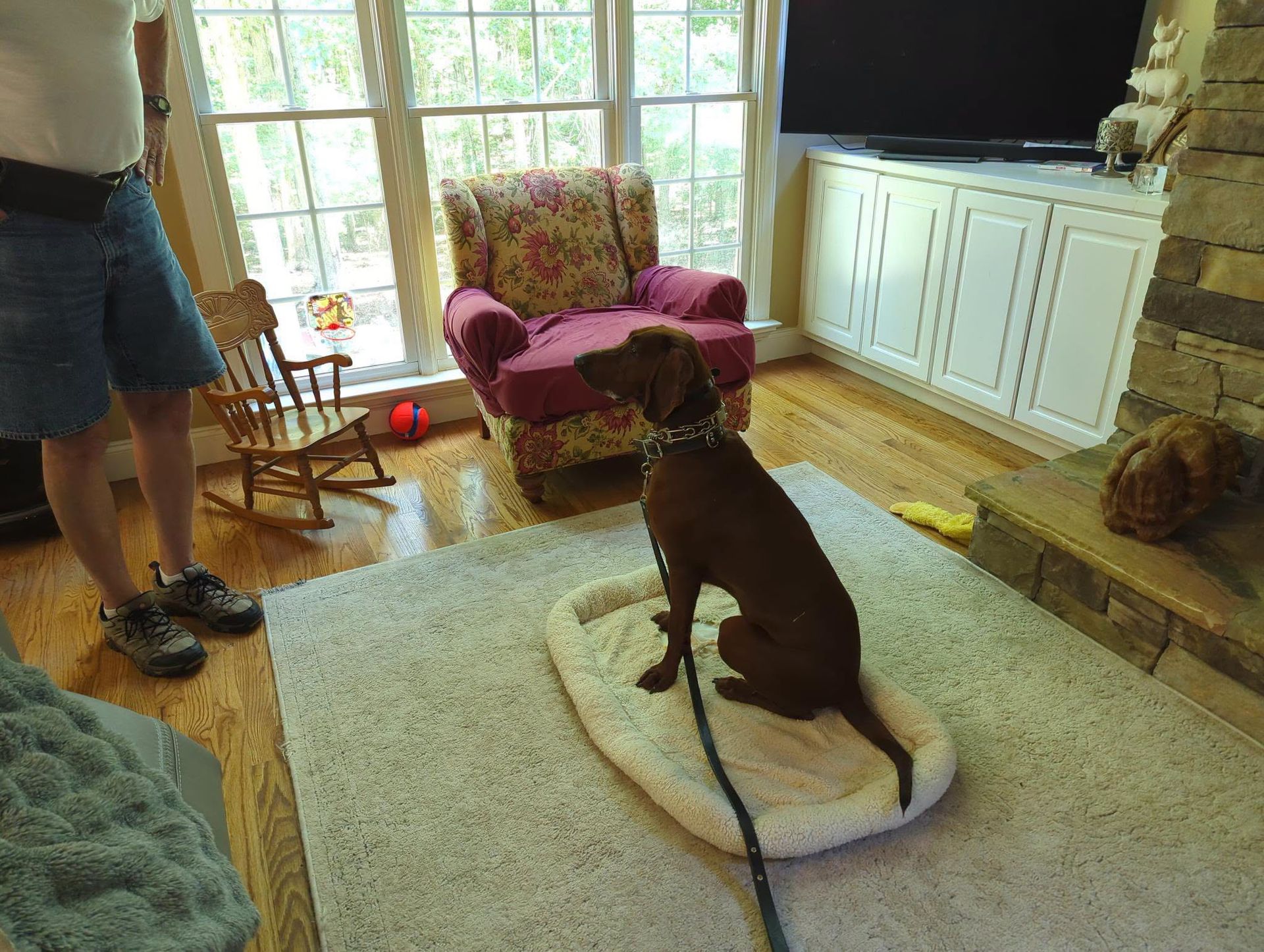 In-Home Dog Training