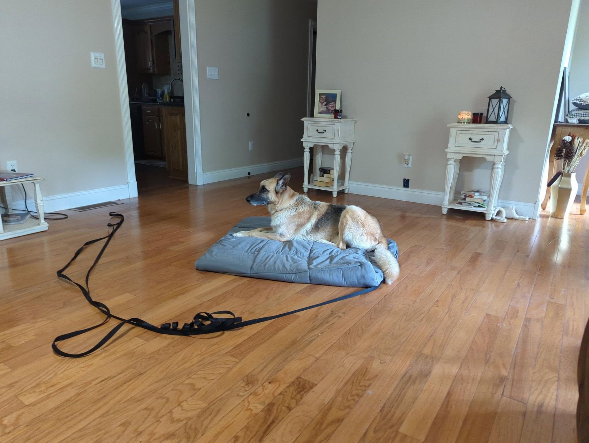 Dog Aggression Training