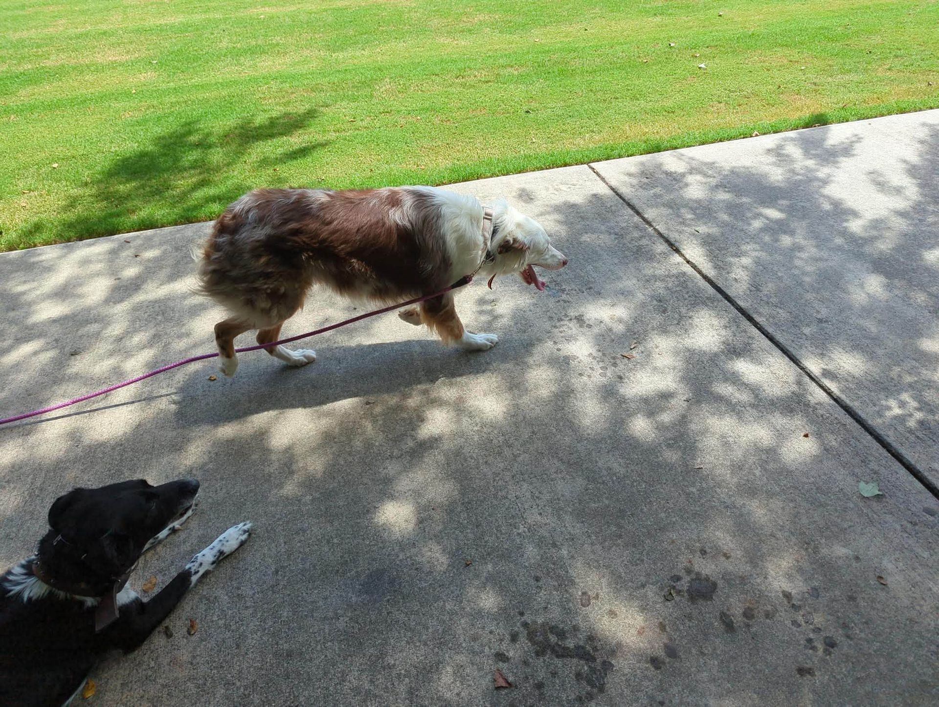 K9 Coaches LLC gallery photo