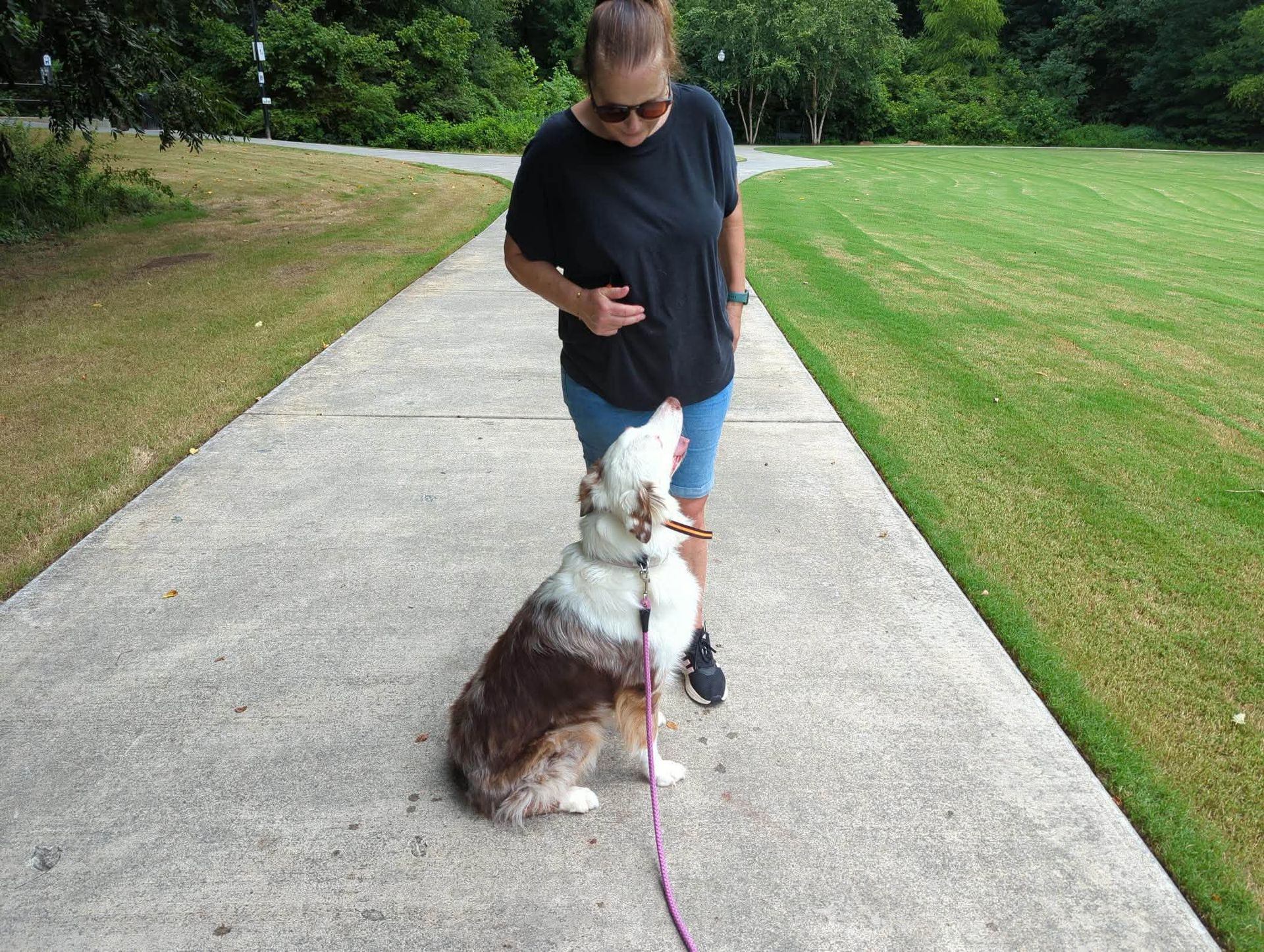 Adult Dog Training