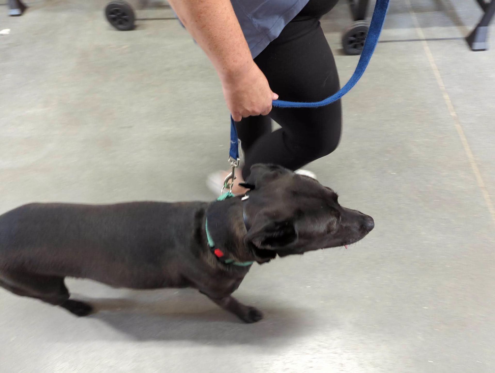 K9 Coaches LLC gallery photo