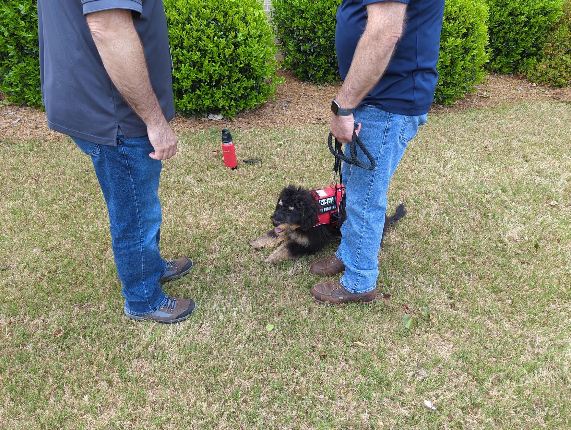 Therapy Dog Training